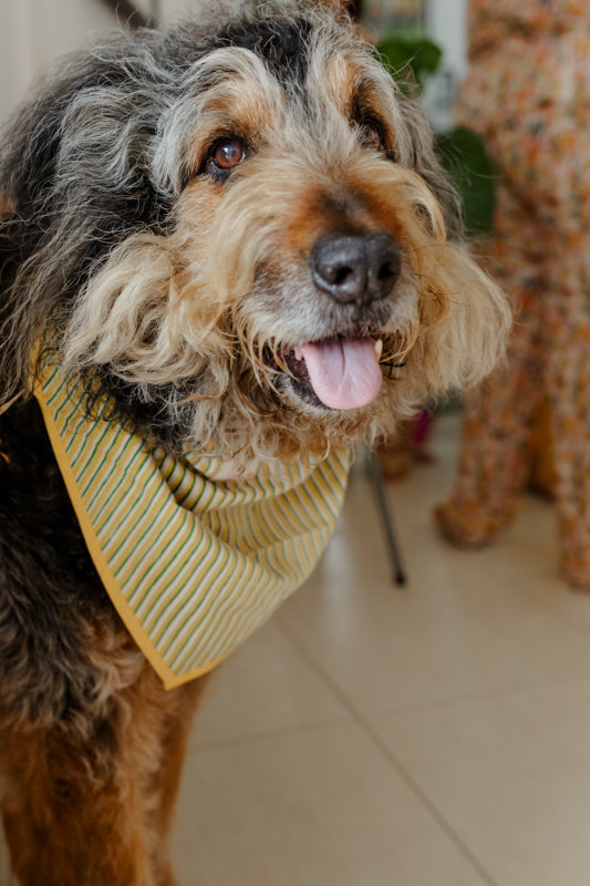 Bandana para perro