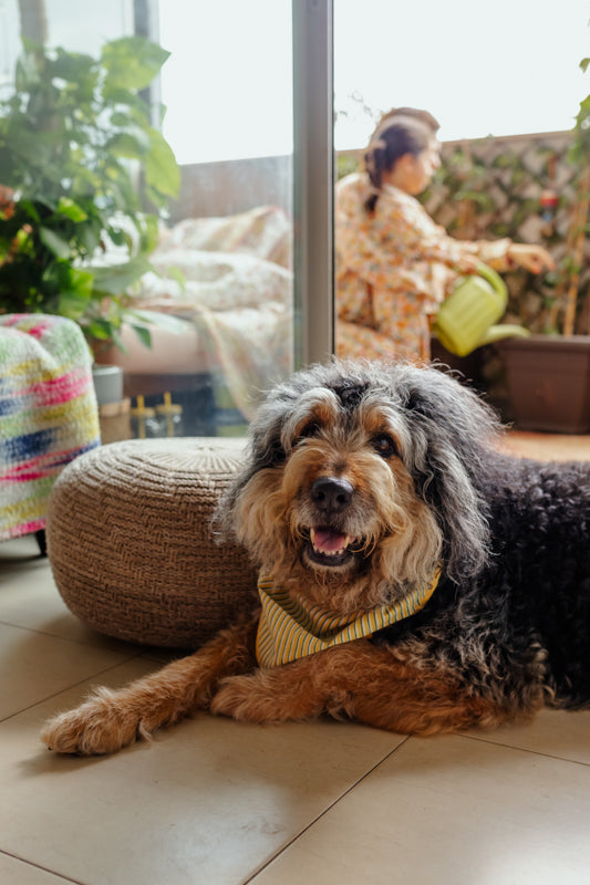 Bandana para perro